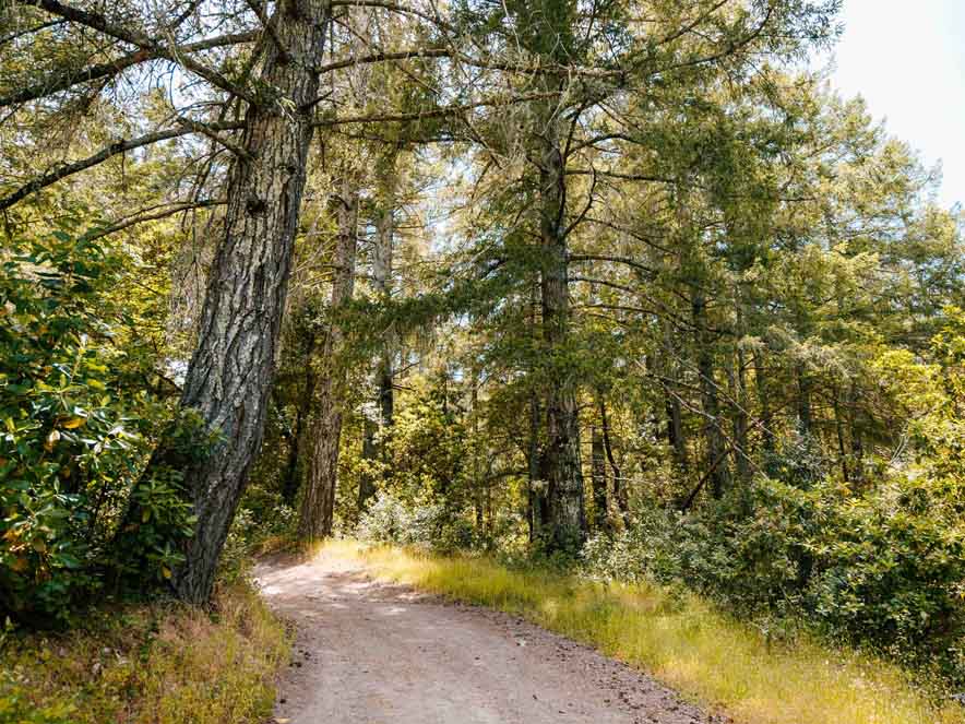 Image of hiking trail in Sonoma County