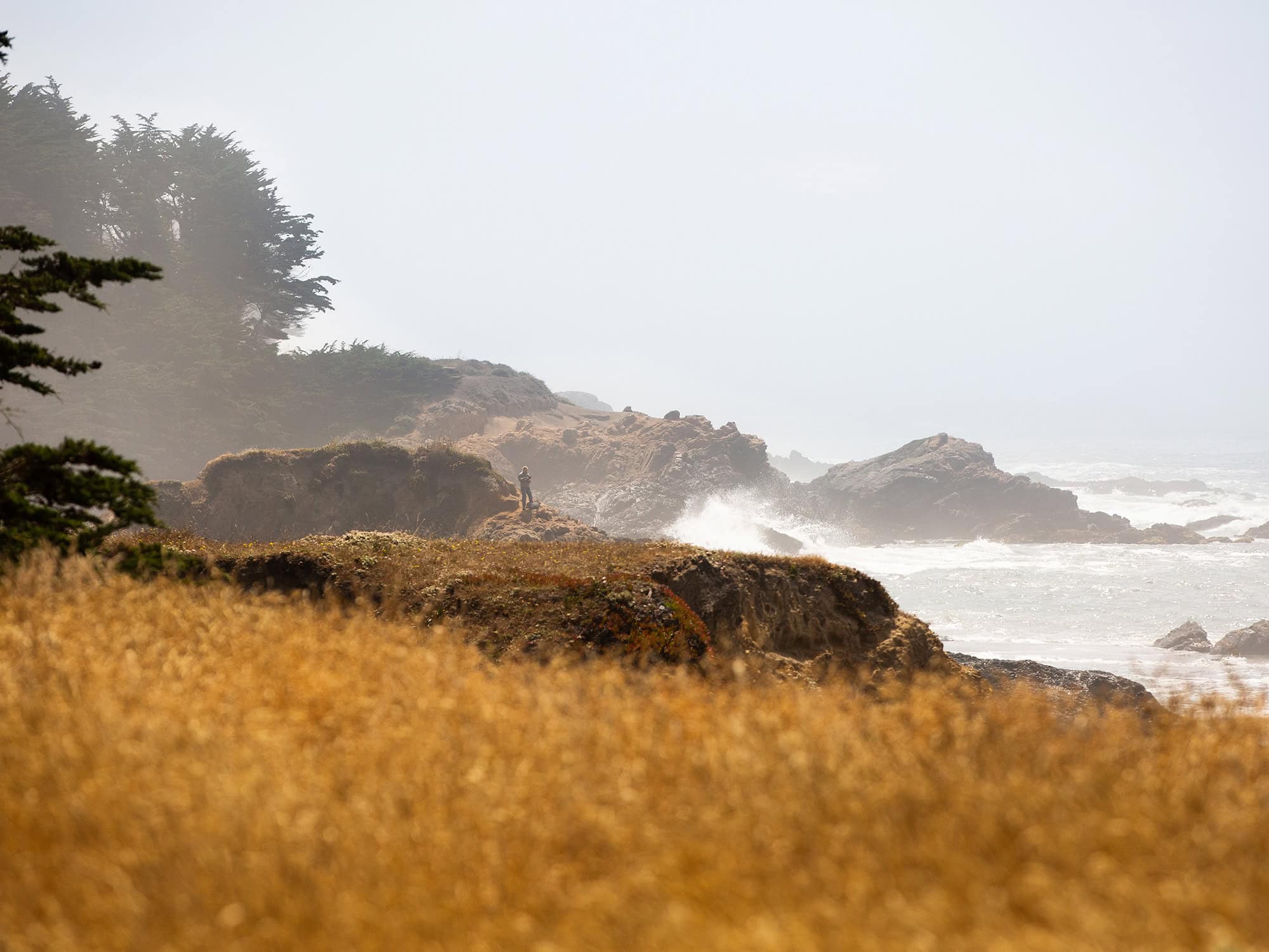 Orange coastal grasses grow along the Pacific Ocean