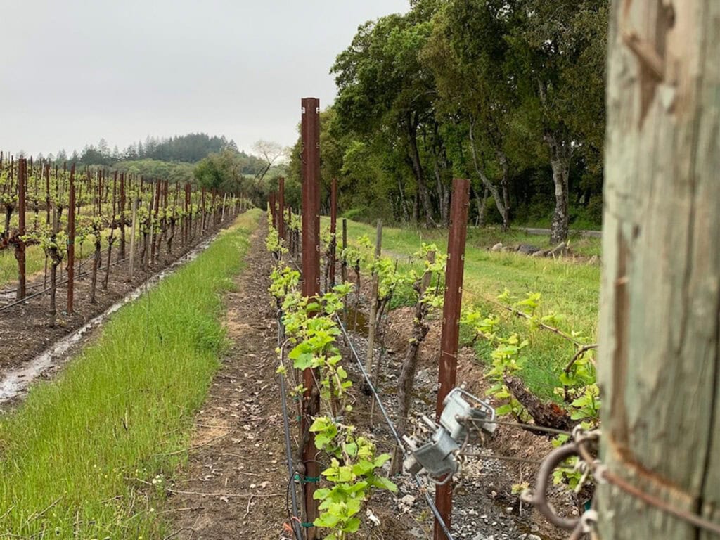 Sonoma County grapes being planted