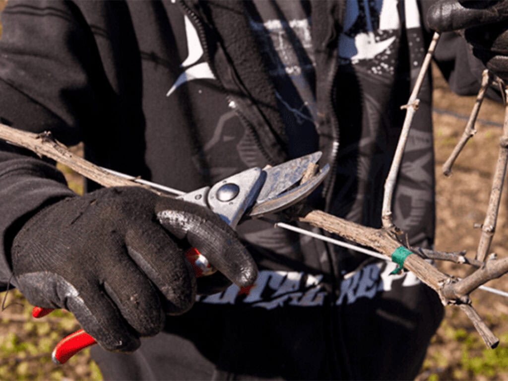 Vineyard worker pruning vines in Sonoma County