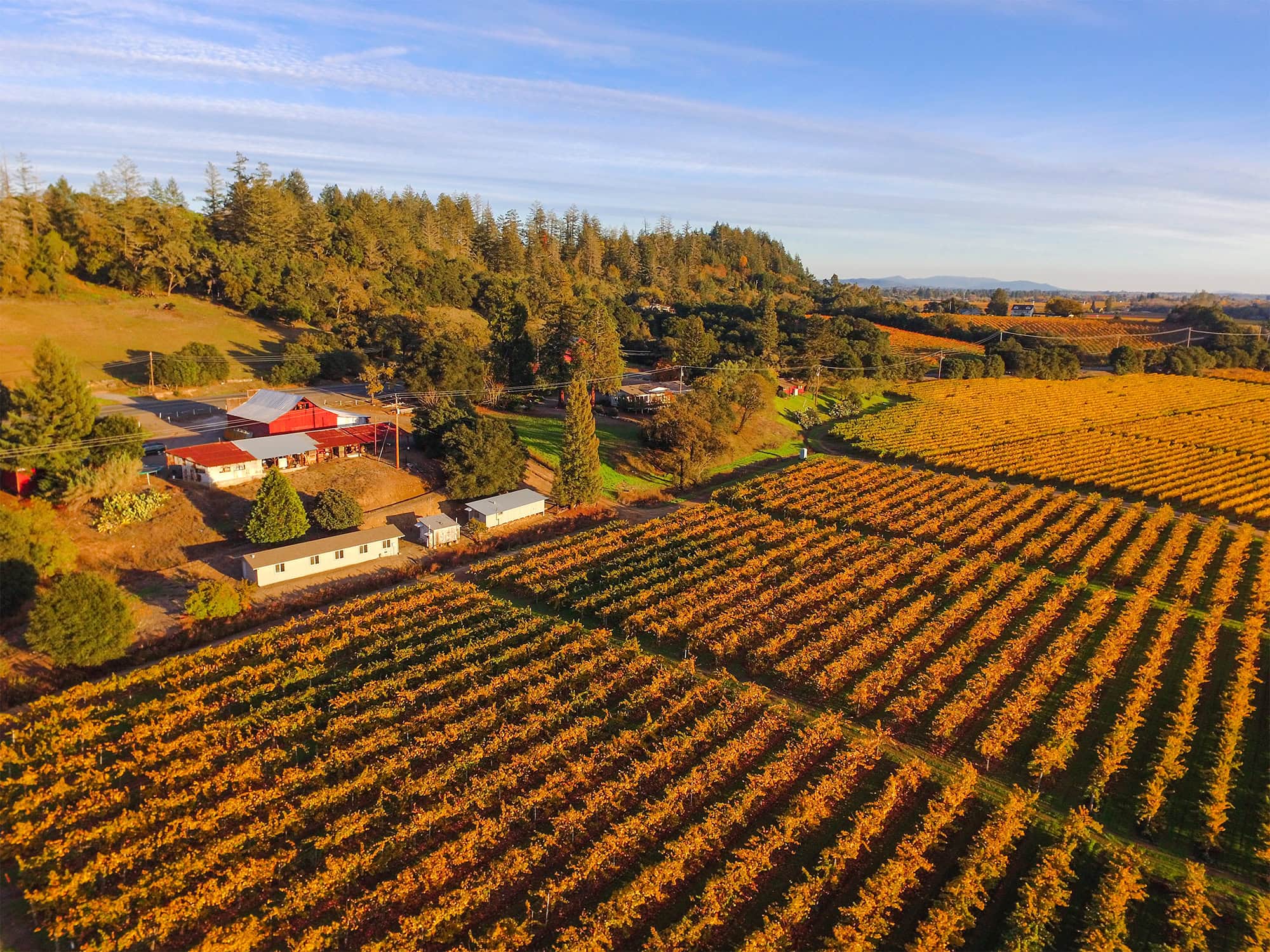 Fall colors of Wilson Winery in Dry Creek Valley AVA