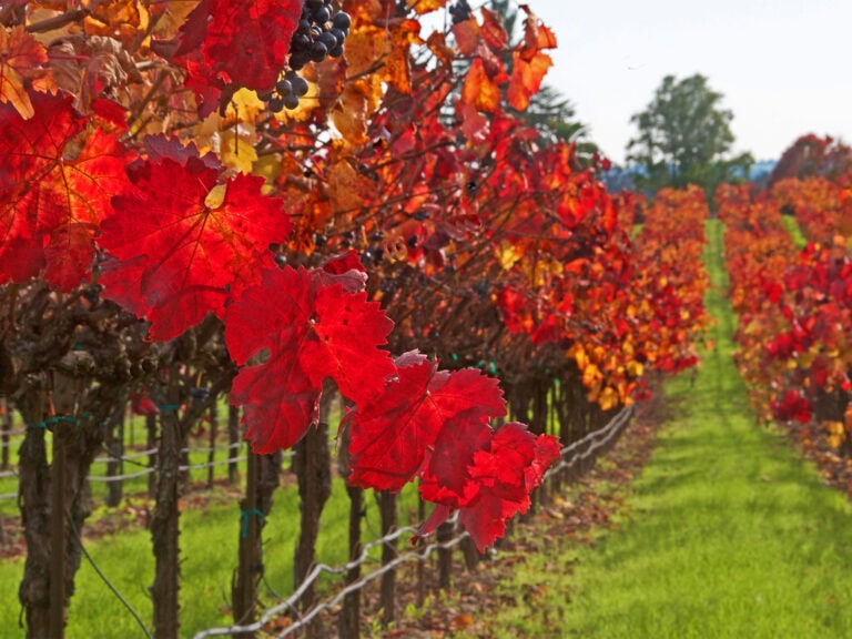 Vineyards changing colors to fall red colors