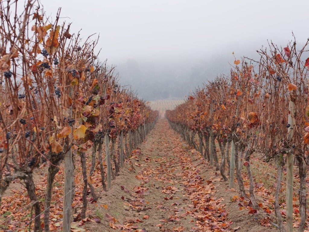 Vineyards Loosing Leaves Fall Sonoma County