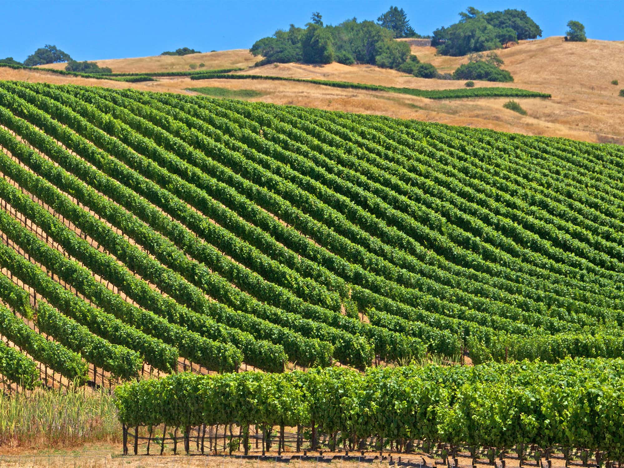 sonoma mountain vineyards