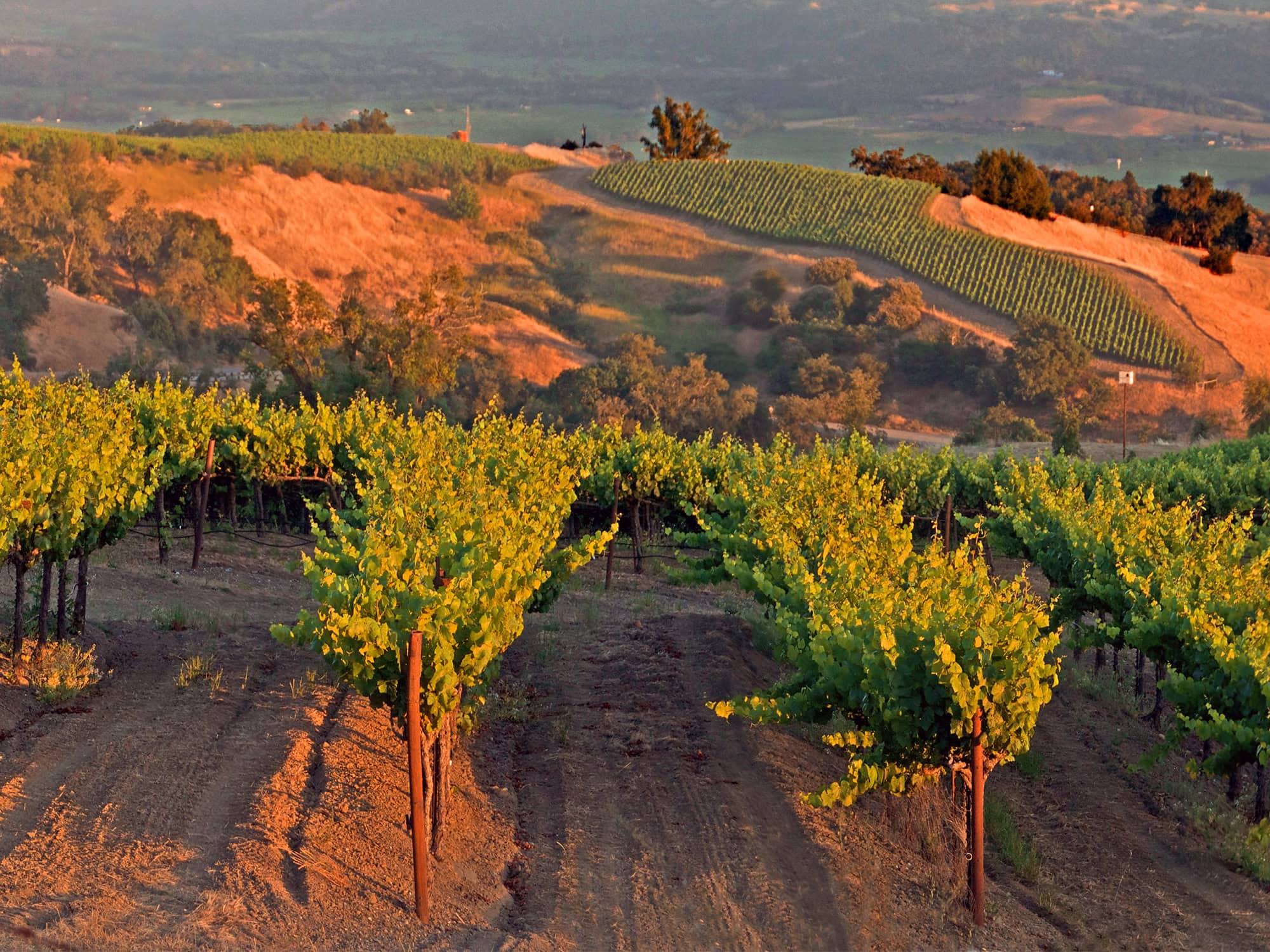 scenic photo of a sunset in the vineyards