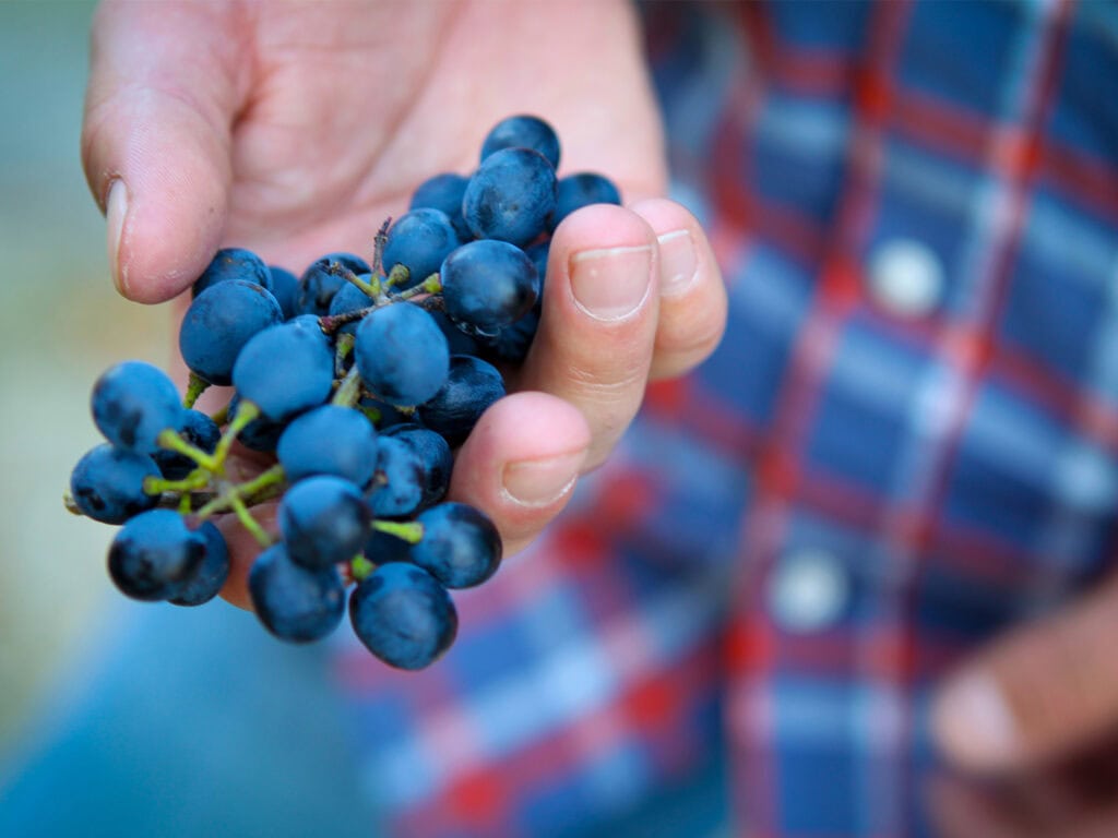 picture of syrah grapes being harvested in a vineyard workers hand