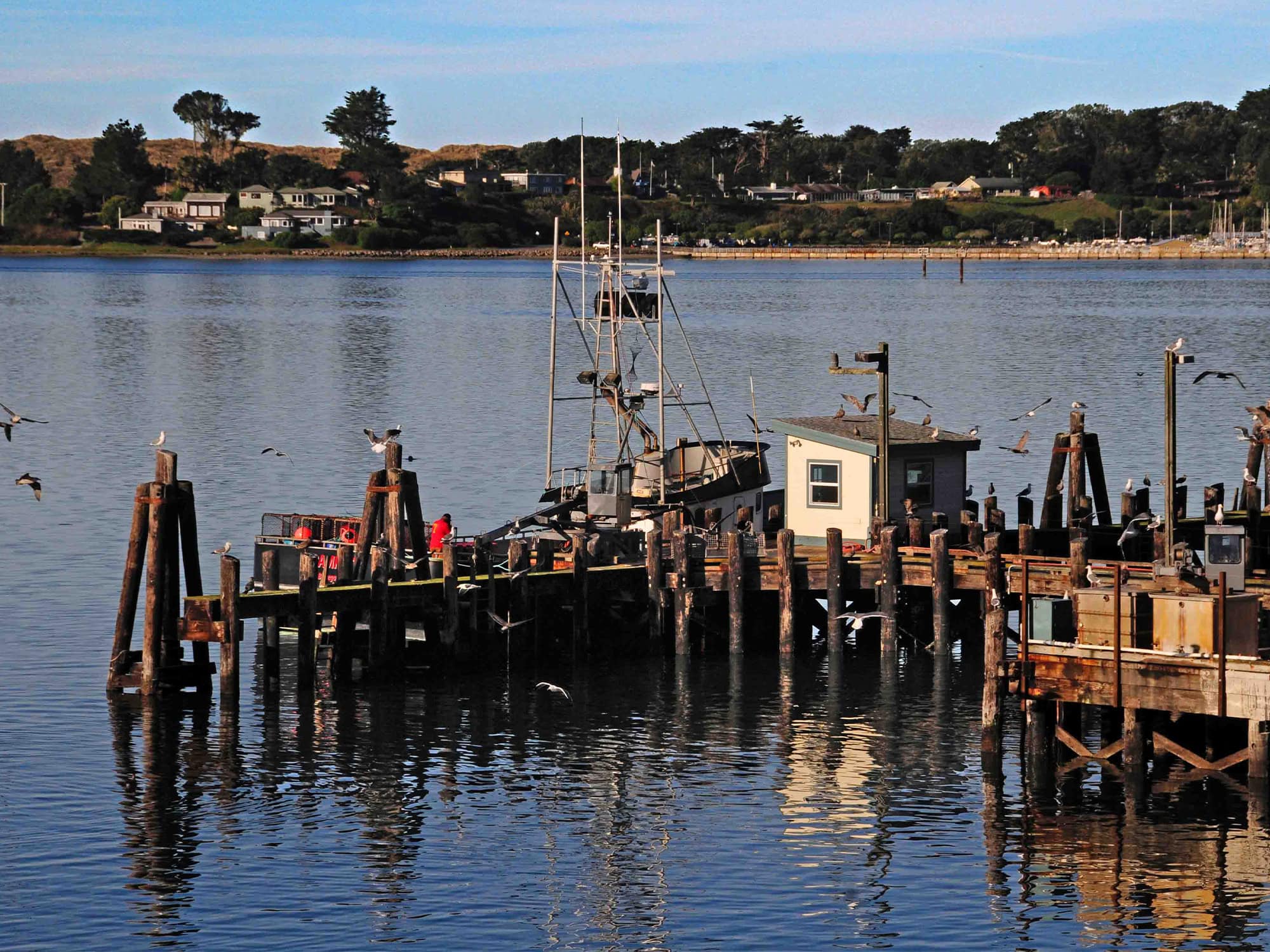 wooden dock in Bodega Bay