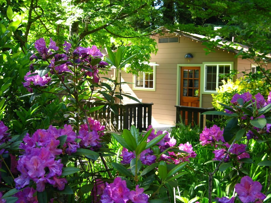 Azaleas blooming outside a resort cabin at Guerneville's The Highlands