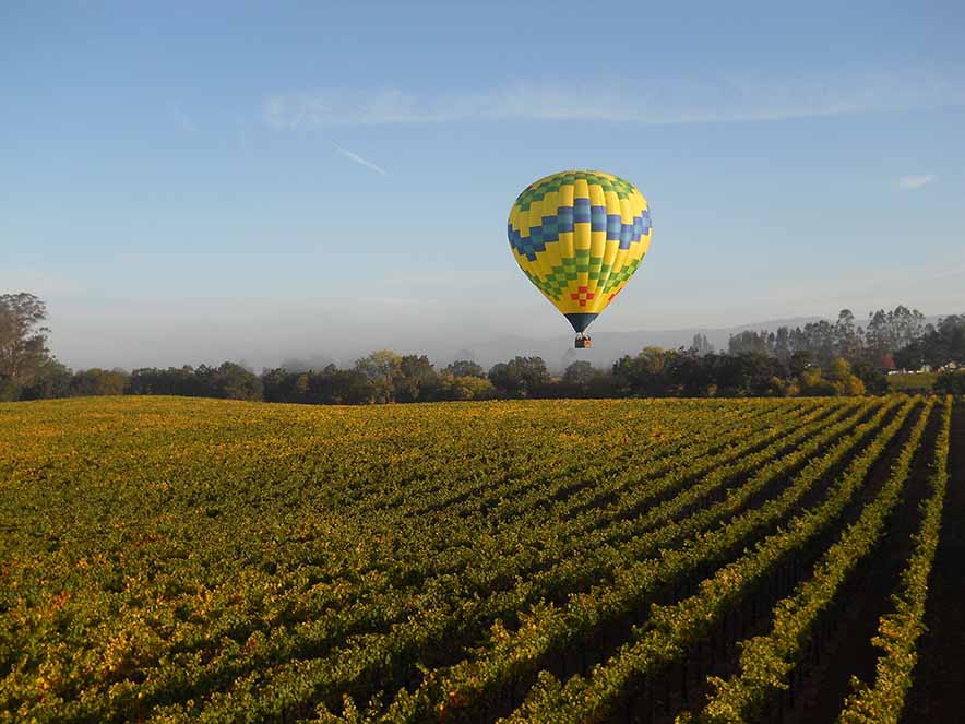 hot air balloons over vineyards