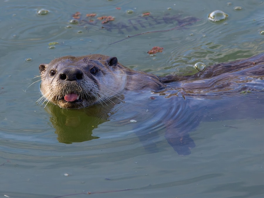 river otter in sonoma county 