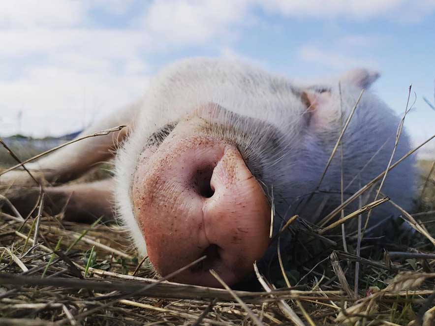 up close of pig laying down