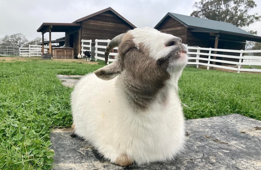  Smiling goat at Charlie's Acres farm sanctuary in Petaluma