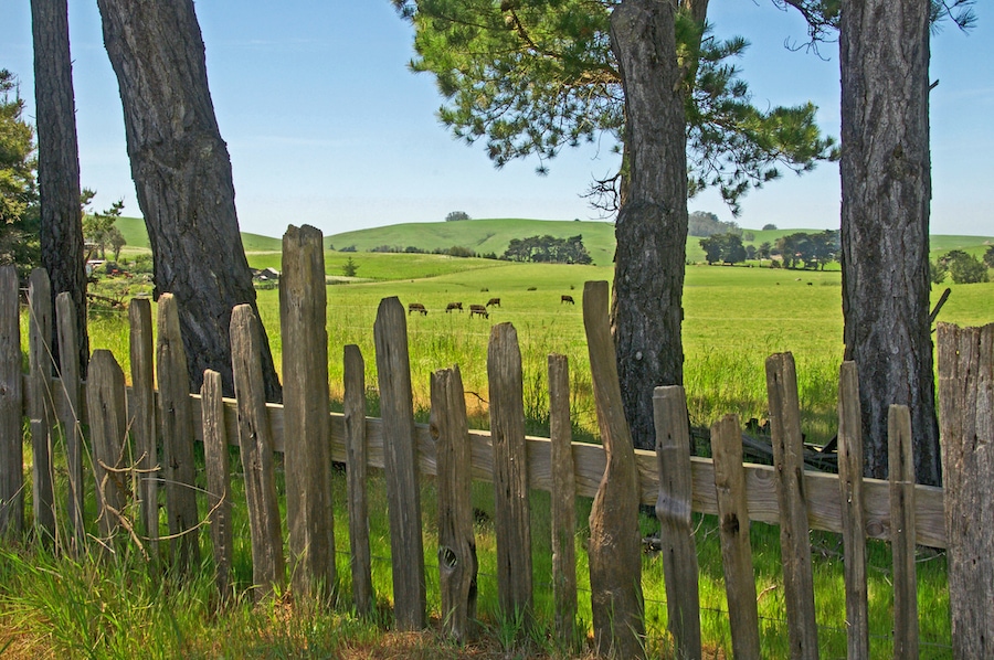 Fence, cows, and green rolling hills at Petaluma State Historic Park 