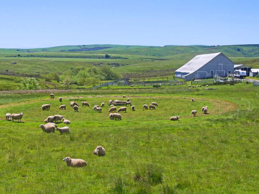 Sheep enjoy the pasture in front of a weathered barn in Valley Ford, Sonoma County