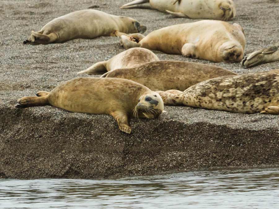 Pacific Harbor Seals sun themdelves on the sand