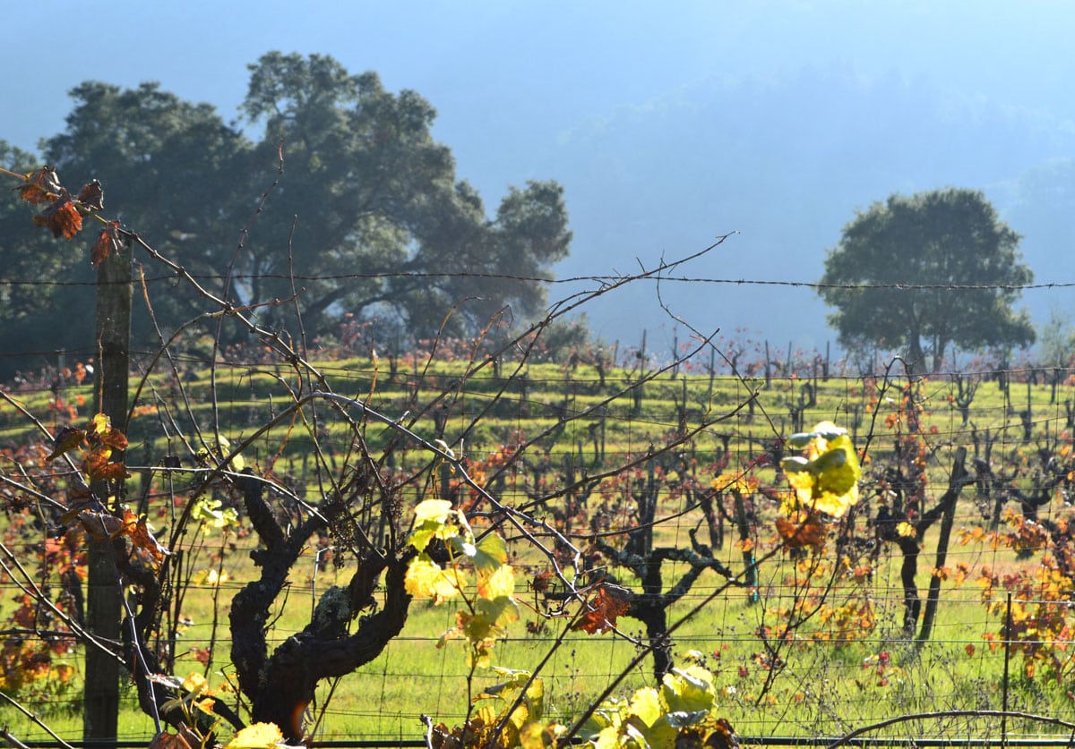 Old World Winery in Sonoma County, California