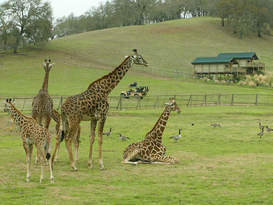 Giraffes rest in the meadow