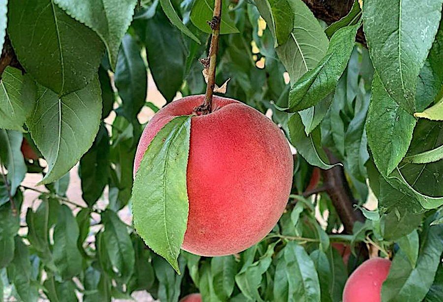 A highly prized Dry Creek Peach 