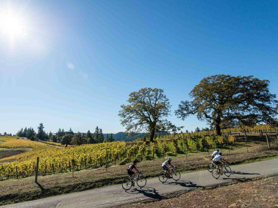 Group of bicyclists biking past vineyards