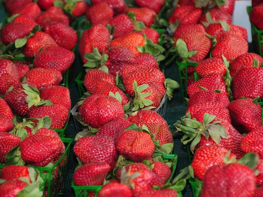 Strawberries on display at a Sonoma County farmers market