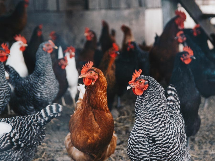 Happy chickens at Green String Farm, Petaluma