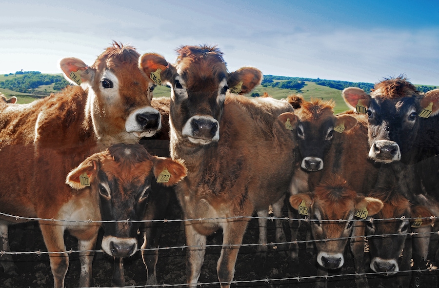 Cows at Achadinha Cheese Company in Petaluma 