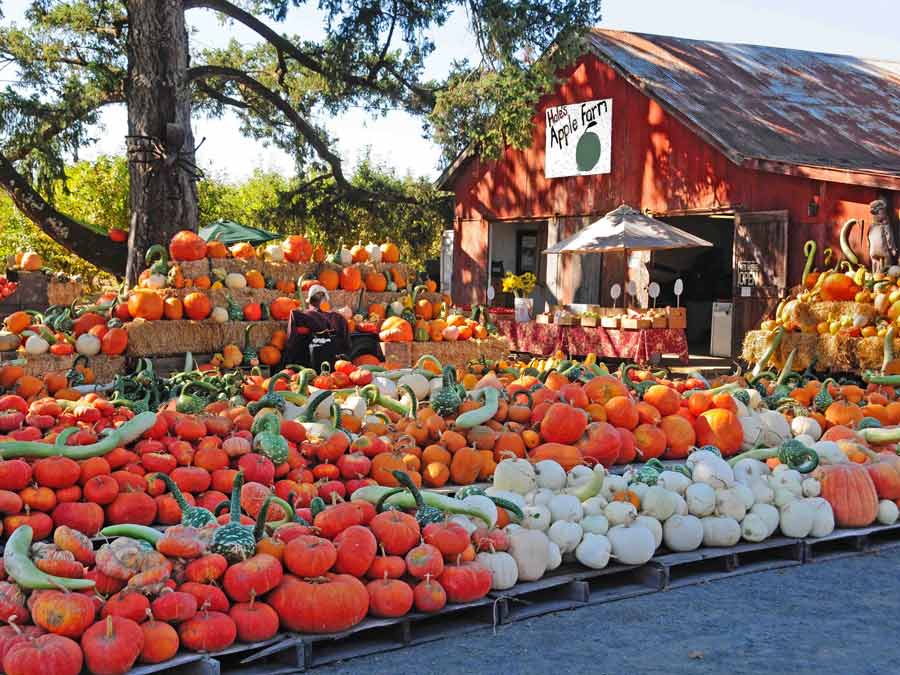 Hundreds of pumpkins on display at Hale's Apple Farm, Sebastopol