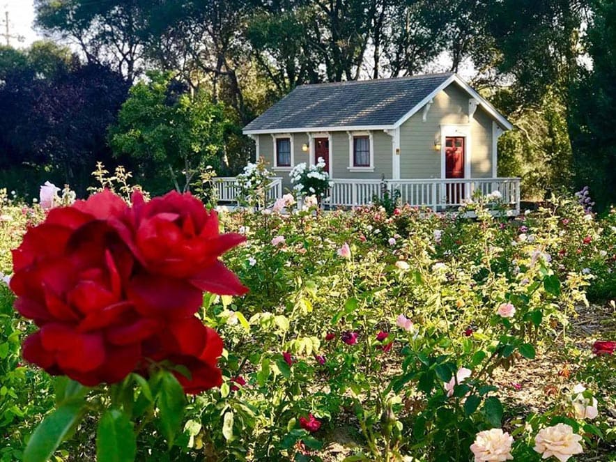 A red rose is in the foreground, a small shed in the background at Garden Valley Ranch