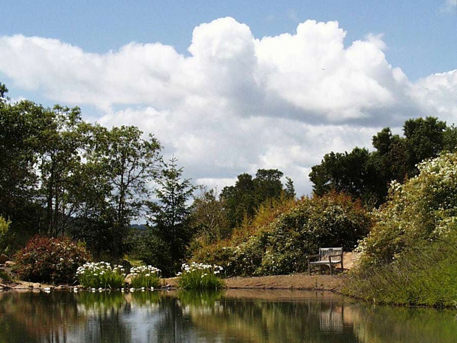 A bench sits alongside a pond surrounded by plants