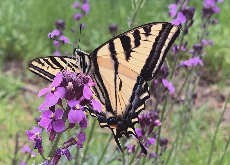 Tiger swallowtail at the Hallberg Butterfly Gardens in Graton