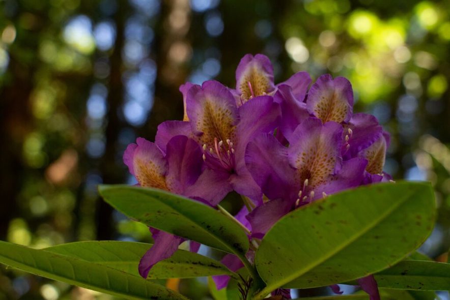 Rare rhodendrons can be found at Hidden Forest Nursery — Photo by Karen Kizer