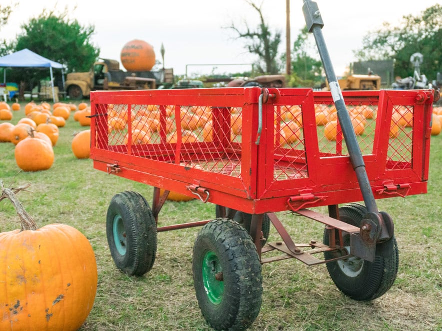 A red wagon is ready to load up pumpkins at Grandmas pumpkin patch in sonoma county