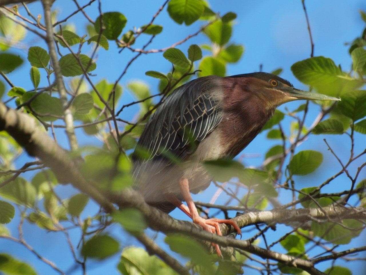 Green heron 