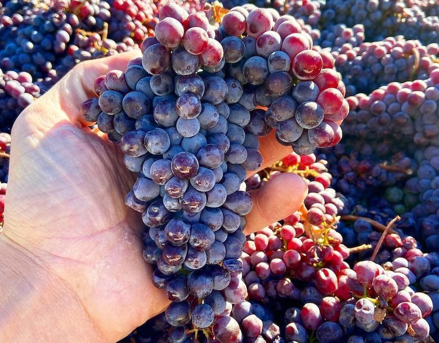 Idlewild's Grignolino grapes are grown in the Russian River Valley 