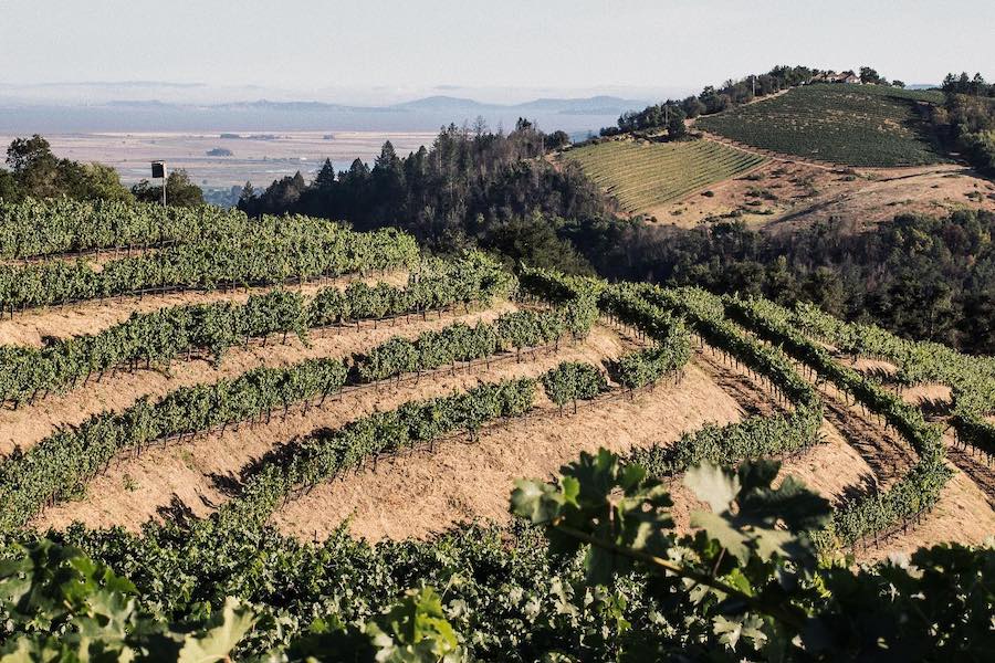 Kamen Estate Wines' vineyard in the Moon Mountain District AVA