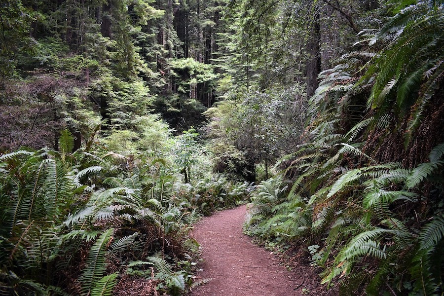 stillwater cove redwood trail