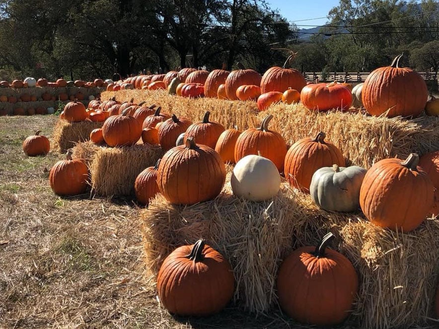 pumpkins at a pumpkin patch in Sonoma County