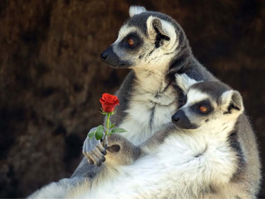 reclining lemur valentines