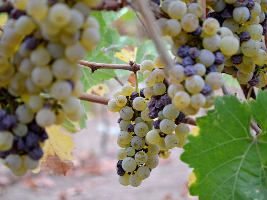 Reisling grapes growing on a vine