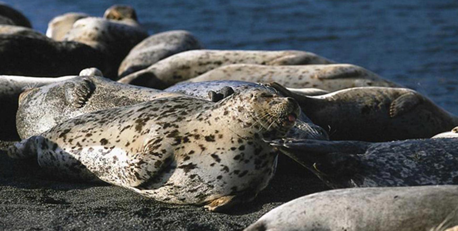 Pacific harbor seals basking on Goat Rock Beach 