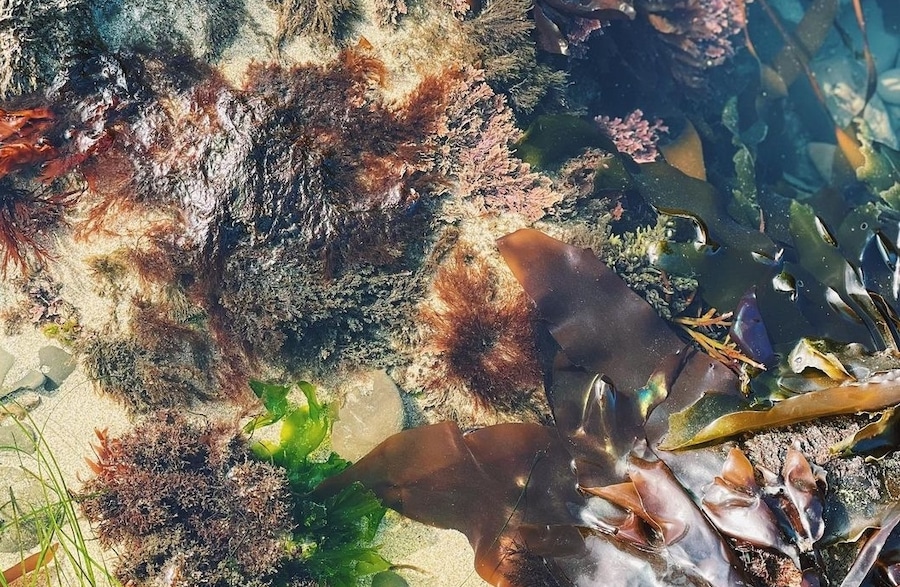 June and July are seaweed foraging months on the Sonoma Coast 