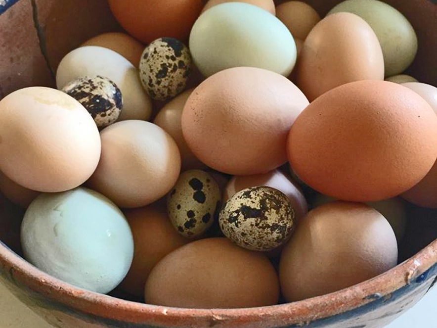 basket of eggs collected at Shanti Permaculture Farm in Sonoma County