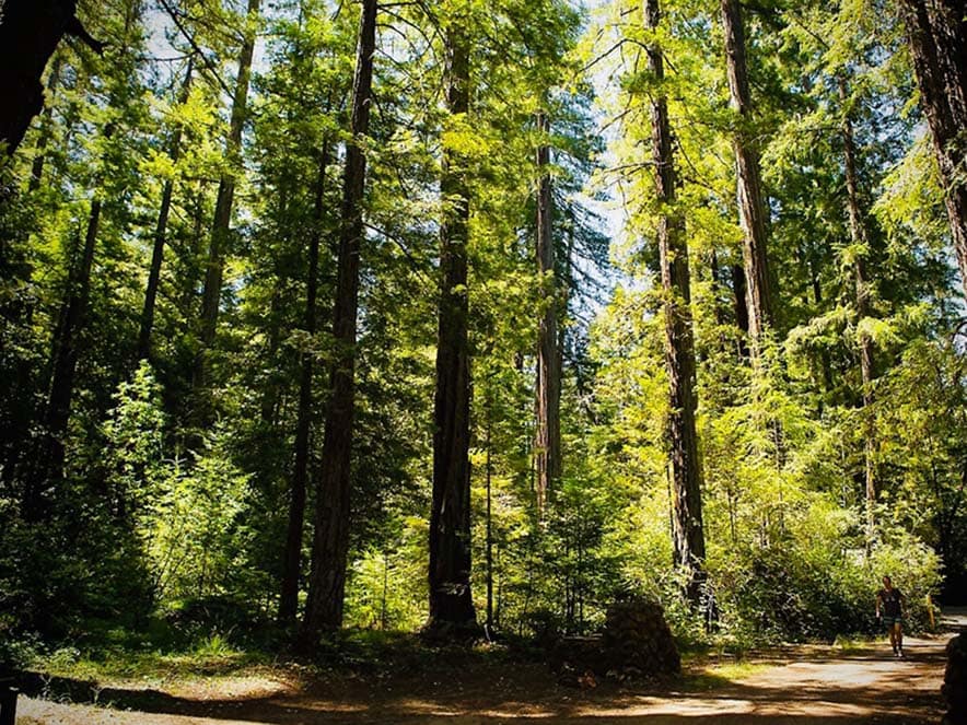 view of trail covered by large trees above