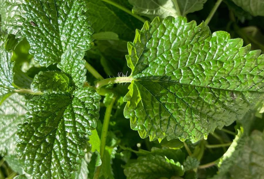 Herb foraging is just one event offered by SCHA