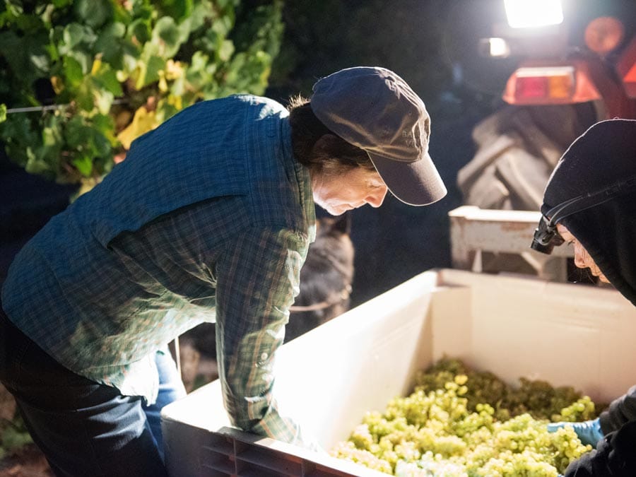 Women sort through freshly sorted white grapes