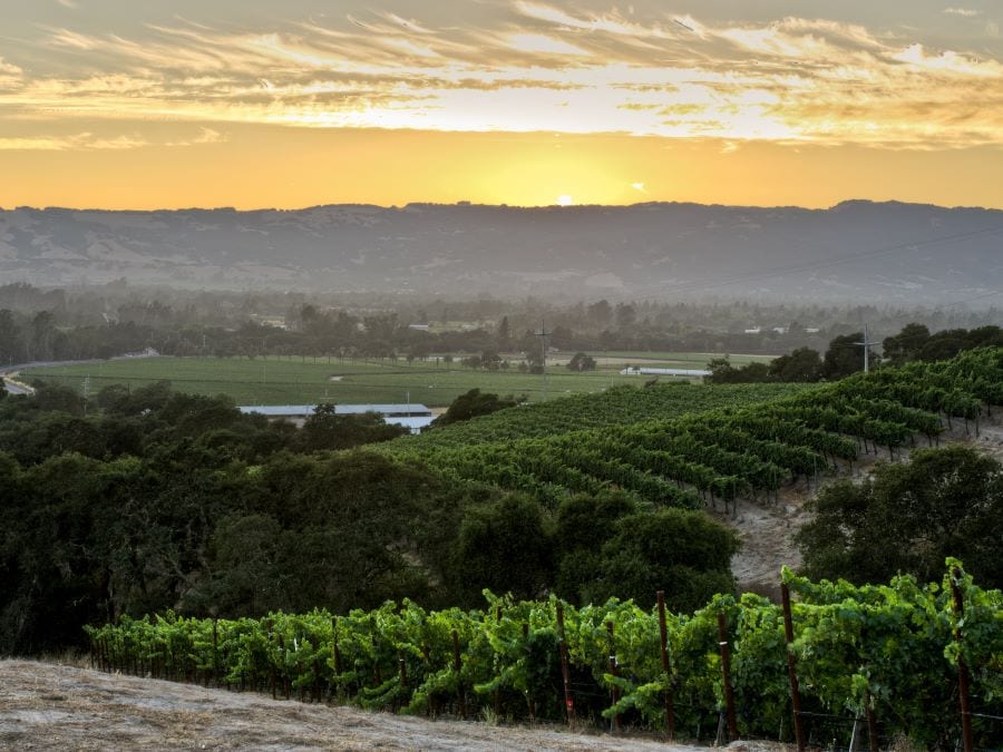 Picture of vineyards overlooking gundlach bundschu