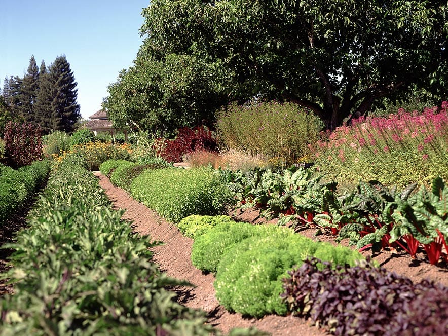 The luscious vegetable garden at Kendall-Jackson Wine Estate & Gardens, Fulton