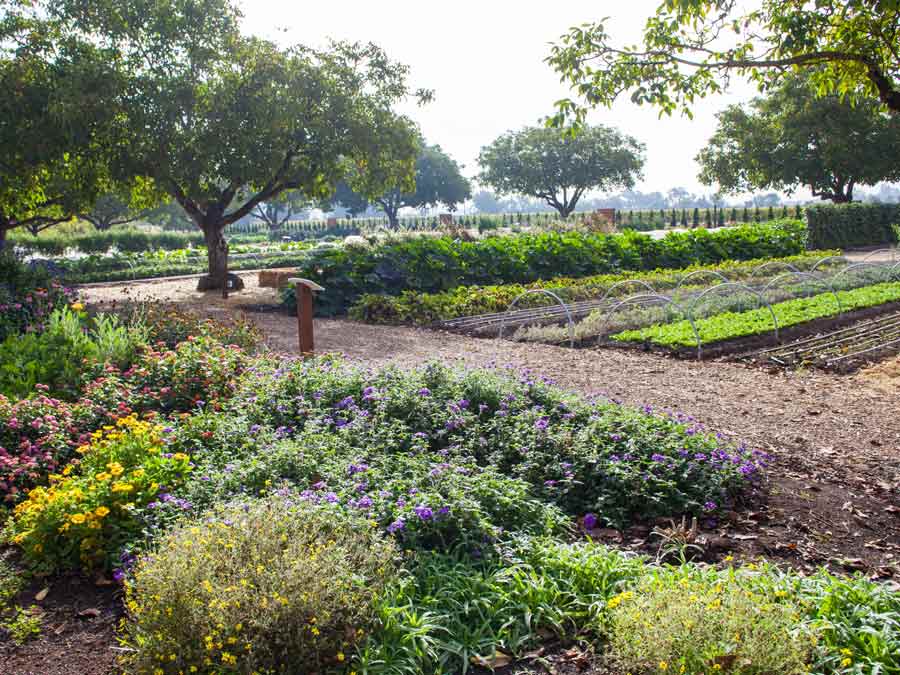 Rows of vegetables and edible flowers in the garden