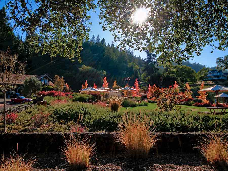 Colorful trees can be found outside of Lambert Bridge Winery in the winter in Sonoma County