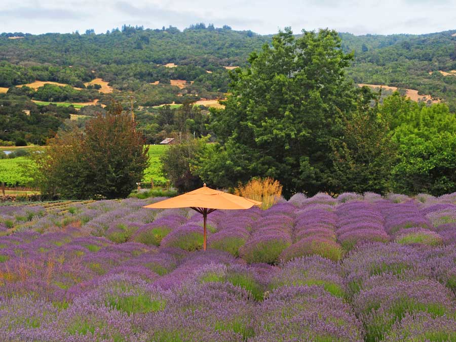 A field of lavender in bloom can be found at Matanzas Creek Winery, Santa Rosa